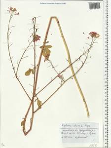 Редька посевная L., Восточная Европа, Московская область и Москва (E4a) (Россия)