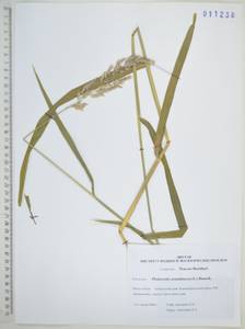 Двукисточник тростниковидный L., Сибирь, Дальний Восток (S6) (Россия)