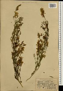 Genista tinctoria subsp. tinctoria, Кавказ, Краснодарский край и Адыгея (K1a) (Россия)