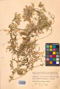 Астрагал повислоцветковый Lam., Сибирь, Дальний Восток (S6) (Россия)