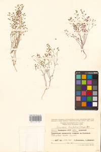 Плоскоплодник льнолистный (Stephan ex Willd.) DC., Восточная Европа, Нижневолжский район (E9) (Россия)