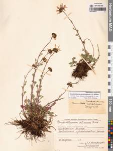 Chrysanthemum zawadzkii subsp. peleiolepis (Trautv.) Zuev, Сибирь, Чукотка и Камчатка (S7) (Россия)