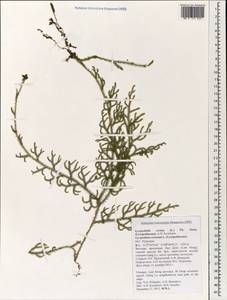 Palhinhaea cernua (L.) Vasc. & Franco, Зарубежная Азия (ASIA) (Вьетнам)