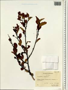 Cotoneaster moupinensis Franch., Зарубежная Азия (ASIA) (КНР)
