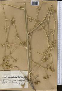 Жабрица пушистоголовая (Pall. ex Spreng.) Schischk., Средняя Азия и Казахстан, Прикаспийский Устюрт и Северное Приаралье (M8) (Казахстан)