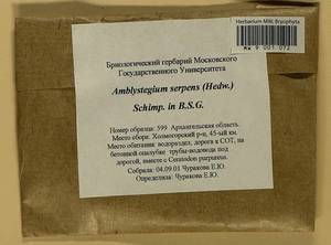 Amblystegium serpens (Hedw.) Schimp., Гербарий мохообразных, Мхи - Архангельская и Вологодская области, Коми, Ненецкий АО (B7) (Россия)