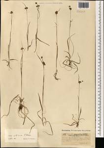 Luzula multiflora subsp. sibirica V.I.Krecz., Монголия (MONG) (Монголия)