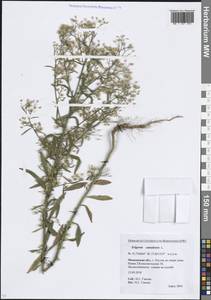 Мелколепестник канадский L., Восточная Европа, Московская область и Москва (E4a) (Россия)