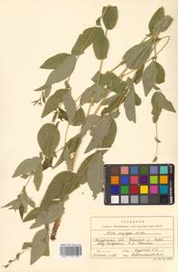 Горошек однопарный A.Braun, Сибирь, Дальний Восток (S6) (Россия)