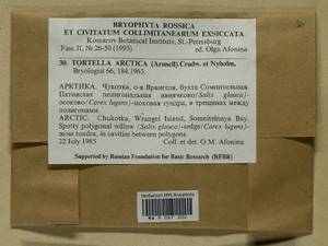 Tortella arctica (Arnell) Crundw. & Nyholm, Гербарий мохообразных, Мхи - Чукотка и Камчатка (B21) (Россия)