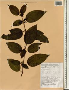 Clidemia hirta (L.) D. Don, Зарубежная Азия (ASIA) (Таиланд)