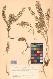 Клоповник полевой, Кресс полевой (L.) W.T.Aiton, Восточная Европа, Южно-Украинский район (E12) (Украина)