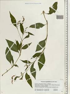 Горец развесистый, Горец щавелелистный (L.) Gray, Восточная Европа, Белоруссия (E3a) (Белоруссия)