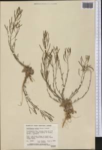 Crucihimalaya bursifolia (DC.) D.A.German & A.L.Ebel, Америка (AMER) (Канада)