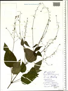 Circaea ×intermedia Ehrh., Восточная Европа, Белоруссия (E3a) (Белоруссия)