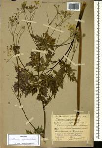 Anthriscus sylvestris subsp. sylvestris, Кавказ, Ставропольский край, Карачаево-Черкесия, Кабардино-Балкария (K1b) (Россия)