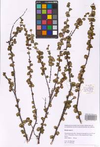 Березка карликовая L., Восточная Европа, Северо-Западный район (E2) (Россия)