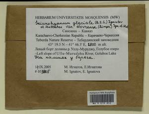 Sciuro-hypnum dovrense (Limpr.) Draper & Hedenäs, Гербарий мохообразных, Мхи - Северный Кавказ и Предкавказье (B12) (Россия)