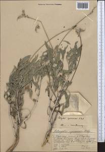 Астрагал изящнейший Pavlov, Средняя Азия и Казахстан, Западный Тянь-Шань и Каратау (M3) (Казахстан)