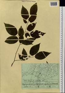Граб сердцелистный Blume, Сибирь, Дальний Восток (S6) (Россия)