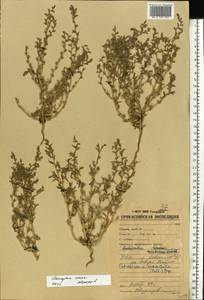 Климакоптера толстянковая M. Bieb., Восточная Европа, Нижневолжский район (E9) (Россия)