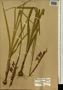 Gladiolus gregarius Welw. ex Baker, Африка (AFR) (Мали)