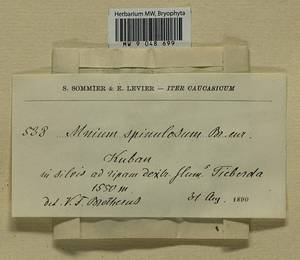 Mnium spinulosum Bruch & Schimp., Гербарий мохообразных, Мхи - Северный Кавказ и Предкавказье (B12) (Россия)