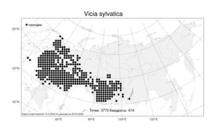 Vicia sylvatica, Горошек лесной L., Атлас флоры России (FLORUS) (Россия)