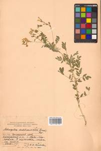 Астрагал повислоцветковый Lam., Сибирь, Дальний Восток (S6) (Россия)