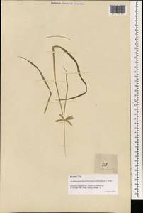 Дактилоктениум египетский (L.) Willd., Зарубежная Азия (ASIA) (Филиппины)