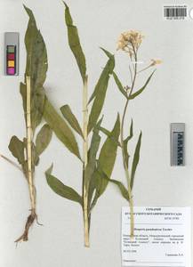 KUZ 005 219, Hesperis sibirica subsp. pseudonivea (Tzvelev) A. L. Ebel, Сибирь, Алтай и Саяны (S2) (Россия)