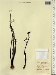 Cissus cornifolia (Baker) Planch., Африка (AFR) (Мали)