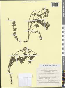 Вероника цветоножковая M.Bieb., Кавказ, Черноморское побережье (от Новороссийска до Адлера) (K3) (Россия)