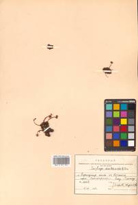 Камнеломка шерлериевидная D. Don, Сибирь, Дальний Восток (S6) (Россия)