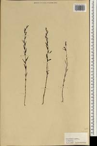 Scrophulariaceae, Зарубежная Азия (ASIA) (Сейшельские острова)