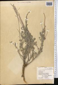 Artemisia diffusa Krasch. ex Poljakov, Средняя Азия и Казахстан, Сырдарьинские пустыни и Кызылкумы (M7) (Узбекистан)