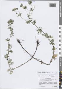 Лапчатка серебристая L., Восточная Европа, Средневолжский район (E8) (Россия)