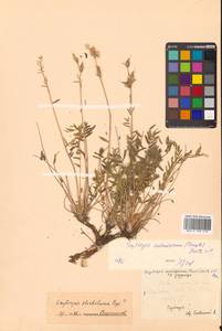 Остролодочник уральский (L.) DC., Сибирь, Дальний Восток (S6) (Россия)