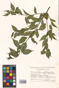 Prunus glandulifolia Rupr., Восточная Европа, Московская область и Москва (E4a) (Россия)