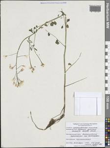 Cardamine pratensis subsp. dentata (Schult.) Čelak., Восточная Европа, Центральный лесостепной район (E6) (Россия)