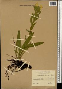 Гуния красивая (Willd. ex Roem. & Schult.) Greuter & Burdet, Кавказ, Южная Осетия (K4b) (Южная Осетия)