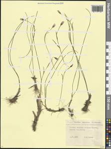 Гусиный лук поздний (L.) Ker Gawl., Кавказ, Северная Осетия, Ингушетия и Чечня (K1c) (Россия)