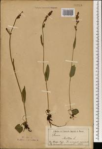 Щавель кислый L., Монголия (MONG) (Монголия)