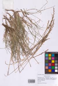 Плевел многолетний L., Восточная Европа, Московская область и Москва (E4a) (Россия)