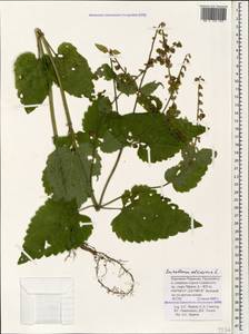 Шлемник высочайший, Шлемник высокий L., Кавказ, Ставропольский край, Карачаево-Черкесия, Кабардино-Балкария (K1b) (Россия)