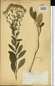 Астра ромашковая, Астра итальянская L., Восточная Европа, Центральный лесостепной район (E6) (Россия)