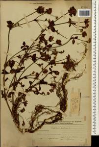 Клевер луговой L., Кавказ, Азербайджан (K6) (Азербайджан)