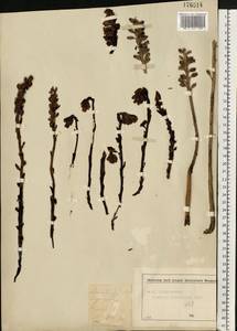 Подъельник обыкновенный Crantz, Восточная Европа, Московская область и Москва (E4a) (Россия)