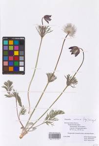 Прострел луговой (L.) Mill., Восточная Европа, Центральный лесостепной район (E6) (Россия)