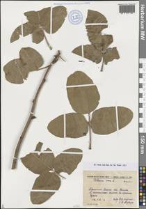 Фисташка настоящая L., Средняя Азия и Казахстан, Копетдаг, Бадхыз, Малый и Большой Балхан (M1) (Туркмения)